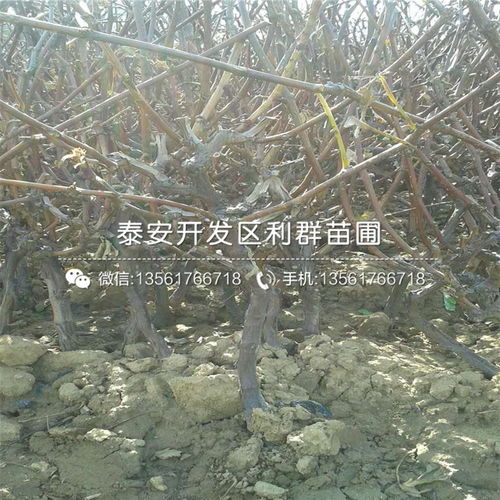 葡萄苗价格 2020年葡萄苗价格