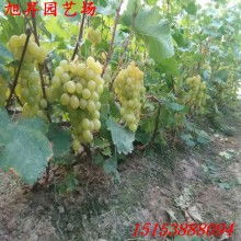 产品图18