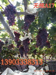 新疆紫甜无核葡萄苗,新疆紫甜无核葡萄苗生产厂家,新疆紫甜无核葡萄苗价格