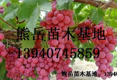 辽宁红提葡萄苗_农副产品栏目
