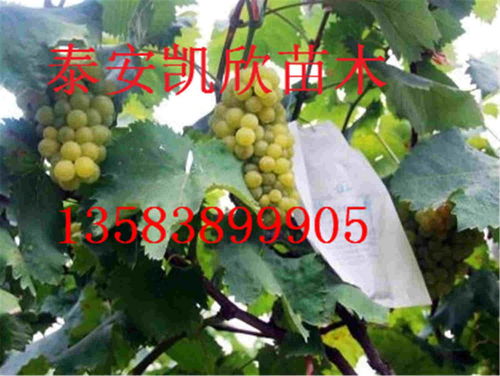 阳光玫瑰葡萄苗特点甜度高 阳光玫瑰葡萄苗一棵多少钱