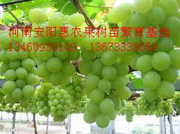 西藏葡萄苗,西藏哪里有葡萄苗
