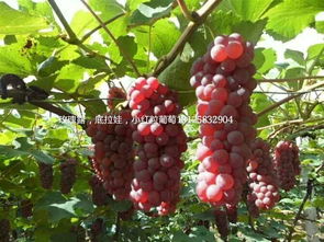 吉林茉莉香葡萄苗