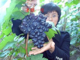葡萄苗价格 山东葡萄苗 葡萄苗品种 寿光鑫瑞果蔬_农副产品_世界工厂网