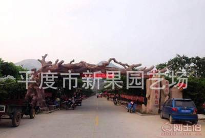 【批发阳光玫瑰葡萄苗山东大泽山葡萄苗厂家直销北方种苗果树苗】平度市新果园艺场 - 产品库