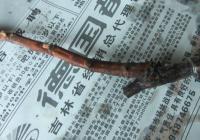 供应吉林四平出售葡萄苗,通辽兴安盟出售葡萄苗_农副产品_世界工厂网中国产品信息库