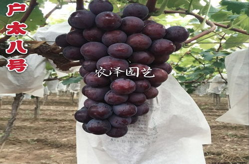 2020年早熟葡萄苗 大棚葡萄苗什么品种好 葡萄品种如何选择
