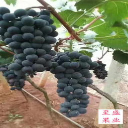 2年生 树苗 新闻资讯 哪里有便宜