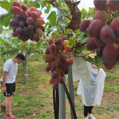 黑龙江葡萄小苗 贝达砧木葡萄苗信息咨询
