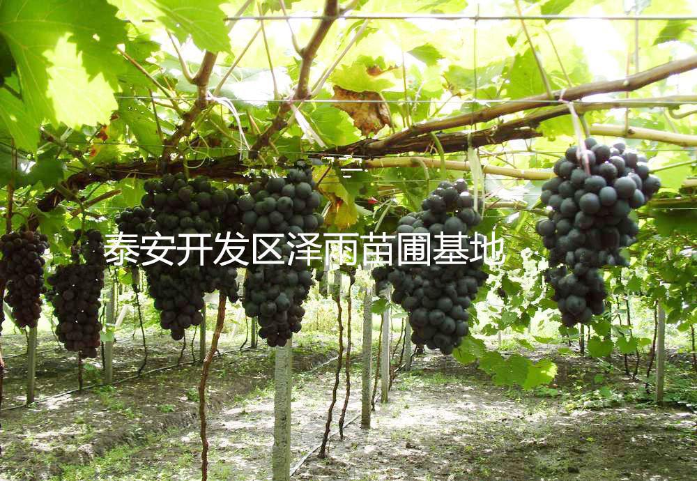 红巴拉提葡萄苗哪里便宜——&mdas
