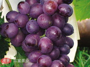 优良葡萄苗品种 葡萄苗基地 葡萄苗种植技术
