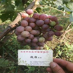 新闻 爱民夏黑根系克伦生葡萄苗便宜出售 雨田园艺场