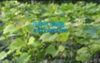 山西12010年红提葡萄苗 根系完整成活率高 品种优_农副产品_世界工厂网中国产品信息库