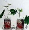 供应葡萄苗 葡萄苗种 果树苗 河北占地苗 河北优质葡萄苗_农副产品_世界工厂网中国产品信息库