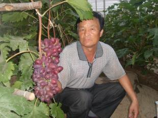 山东葡萄苗价格首选_农副产品_世界工厂网