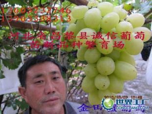 供应极早熟金田蜜葡萄苗 红巴拉迪葡萄苗 A17葡萄苗_农副产品_世界工厂网中国产品信息库
