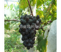 无核红葡萄苗产品信息