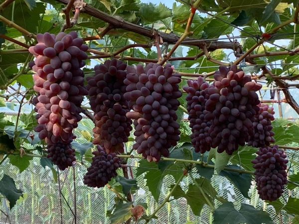 巨茉莉葡萄苗价格 基地巨茉莉葡萄苗多少钱一棵_供应产品_辽宁省北镇