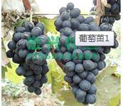 常年葡萄苗培育基地/优质葡萄苗栽培技术-河南省新乡宏兴林业种植专业合作社提供常年葡萄苗培育基地/优质葡萄苗栽培技术的相关介绍、产品、服务、图片、价格红肉苹果苗