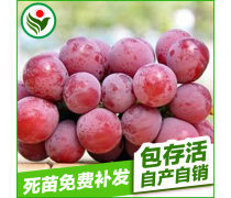 葡萄苗