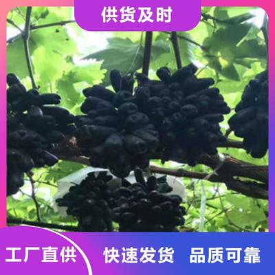 葡萄苗,苹果苗厂家直销