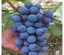 无核红葡萄苗产品信息
