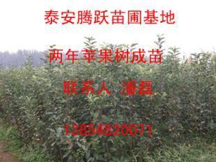 葡萄苗 新品种葡萄苗 山东葡萄树苗_农副产品_世界工厂网中国产品信息库