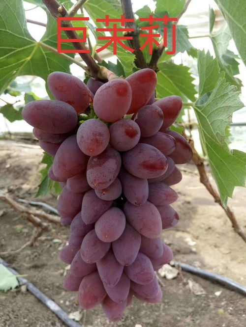深圳 