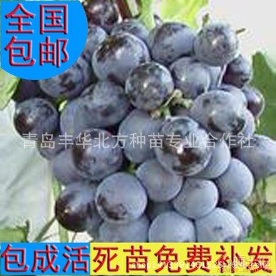 【批发果树苗葡萄苗摩尔多瓦优选品种酸甜可口图】青岛丰华北方种苗专业合作社 - 产品库