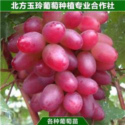 沈阳市苗一手产品牛钥匙厂家