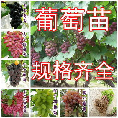 供应渭南葡萄苗 果树苗批发 绿化树苗产地直销_农副产品_世界工厂网中国产品信息库