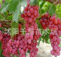 果树;绿化苗-沭阳千美苗木场