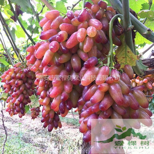 【白鸡心葡萄苗成活率高】-