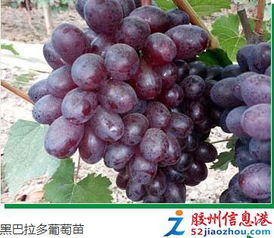 出售高品质葡萄苗,大樱桃苗,核桃苗,碧根果苗