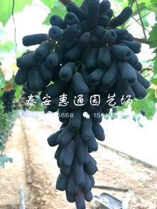 【新品种中熟葡萄苗怎么样】- 
