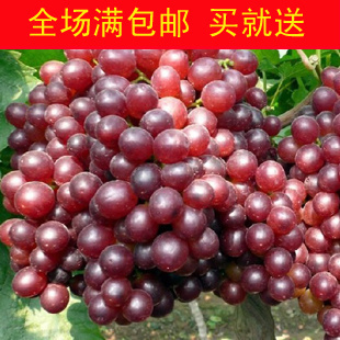 【杨久久】盆栽葡萄树苗 果树苗木★红宝石无核★葡萄苗 好成活|一淘网优惠购|购就省钱