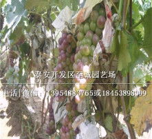 高清图片