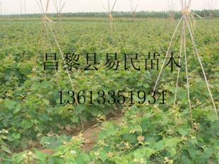 供应8611葡萄苗价格_供应8611葡萄苗厂家_世界工厂网产品信息库
