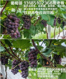 金华葡萄苗, 苗木批发,葡萄苗批发