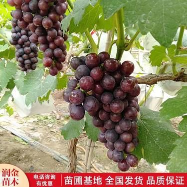 巨峰葡萄多少钱一斤