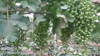 新品种甜蜜蓝宝石葡萄苗 介绍