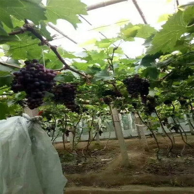葡萄种苗 葡萄苗 巨峰葡萄苗 八月中旬成熟 高档水果适合高消费区