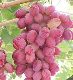 供应优质葡萄苗,山东葡萄,无核红宝石葡萄苗,金手指葡萄,威海葡萄,潍坊葡萄苗,葡萄苗品种,莱州葡萄研究所大量供应优质葡萄苗_纺织皮革_世界工厂网中国产品信息库