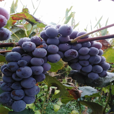 吉林出售蜜汁葡萄苗,窑储沙藏蜜汁葡萄苗基地