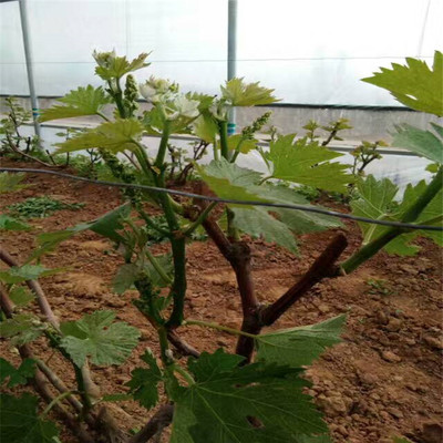 葡萄苗 嫁接葡萄苗 黑色甜菜葡萄苗 实地考察 技术指导 量大优惠图片_高清图_细节图