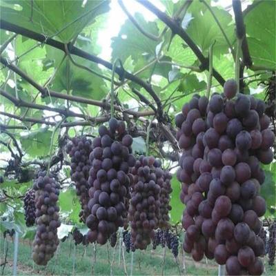 基地直销 优质葡萄苗 葡萄苗 巨峰葡萄苗 品种齐全 量大从优 欢迎咨询图片_高清图_细节图-泰安开发区煊盛园艺场