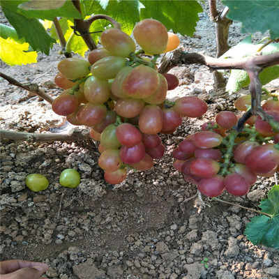 基地常年经营出售各种规格各种品种葡萄苗货源充足现挖现卖嫁接葡萄苗图片_高清图_细节图-泰安开发区德盛园艺场