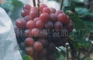 红提、黑提等各种优质葡萄苗!_农副产品_世界工厂网中国产品信息库