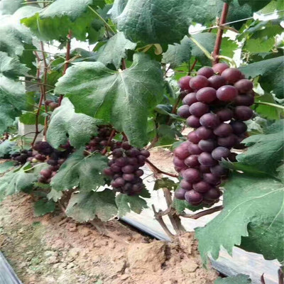 信侬乐葡萄苗基地