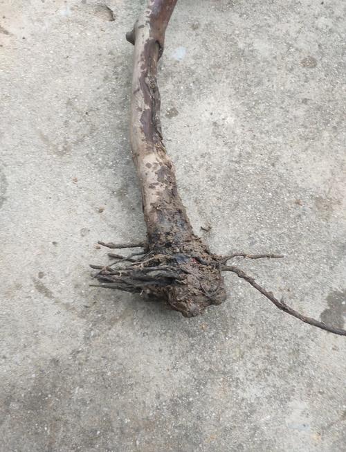 葡萄与草莓苗选购避坑指南